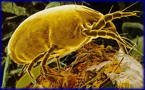 Dust mite